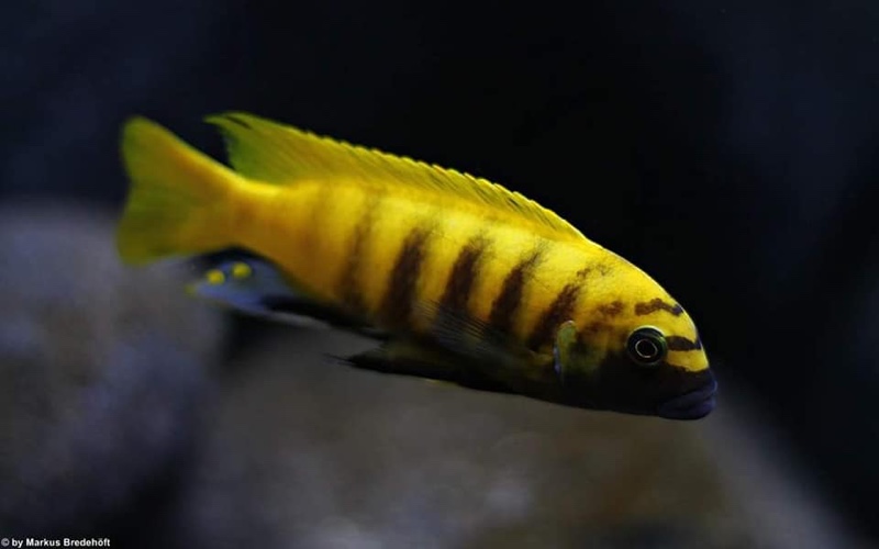 Maylandia sp. 'zebra gold' Kawanga